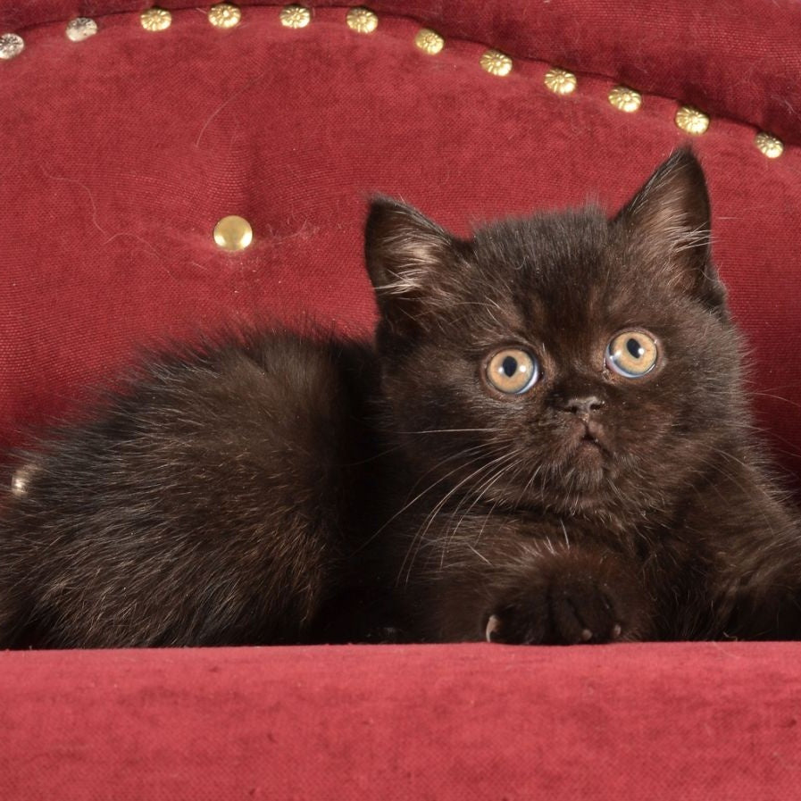Irma Scottish Straight female, black