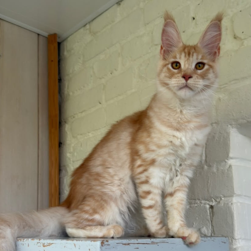 Nora Maine Coon female, red silver spotted tabby