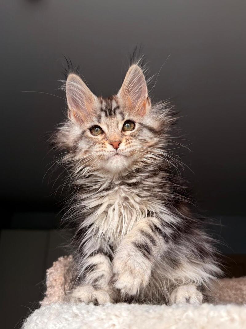 Avrora Maine Coon female black tabby - live animals