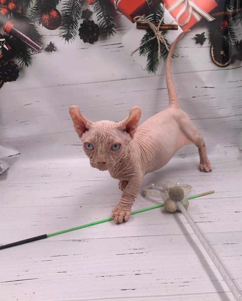 Lord Dwelf male white - live animals