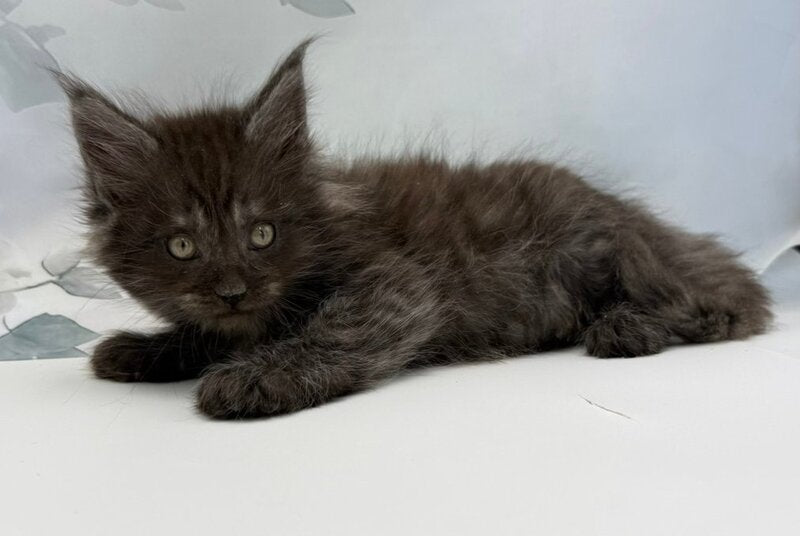 Amadest Maine Coon male, black silver