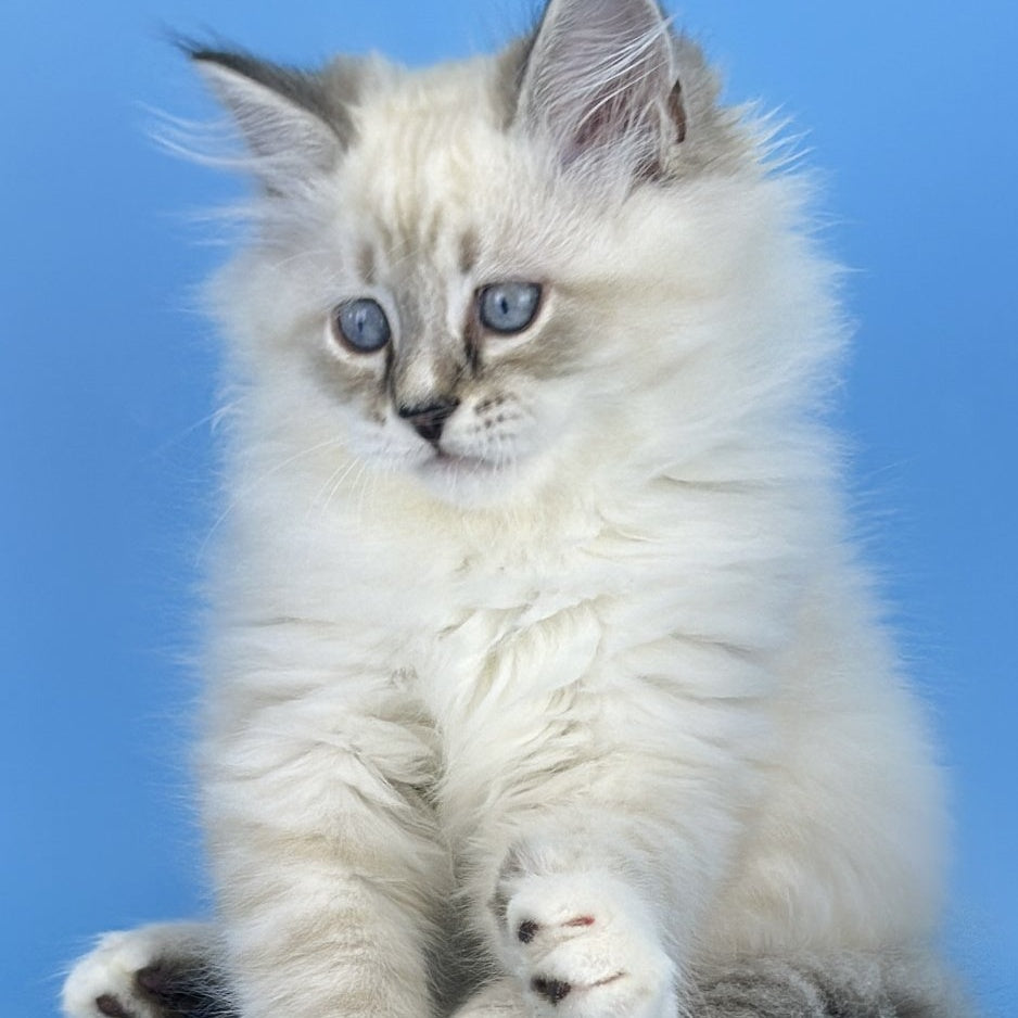 Aramis Siberian male, black tabby pointed bicolour