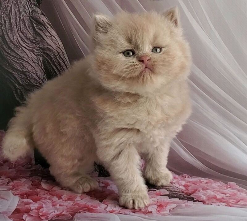 Teo British Longhair male fawn - live animals