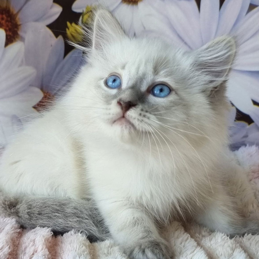 Ciyana Siberian female, blue tabby pointed