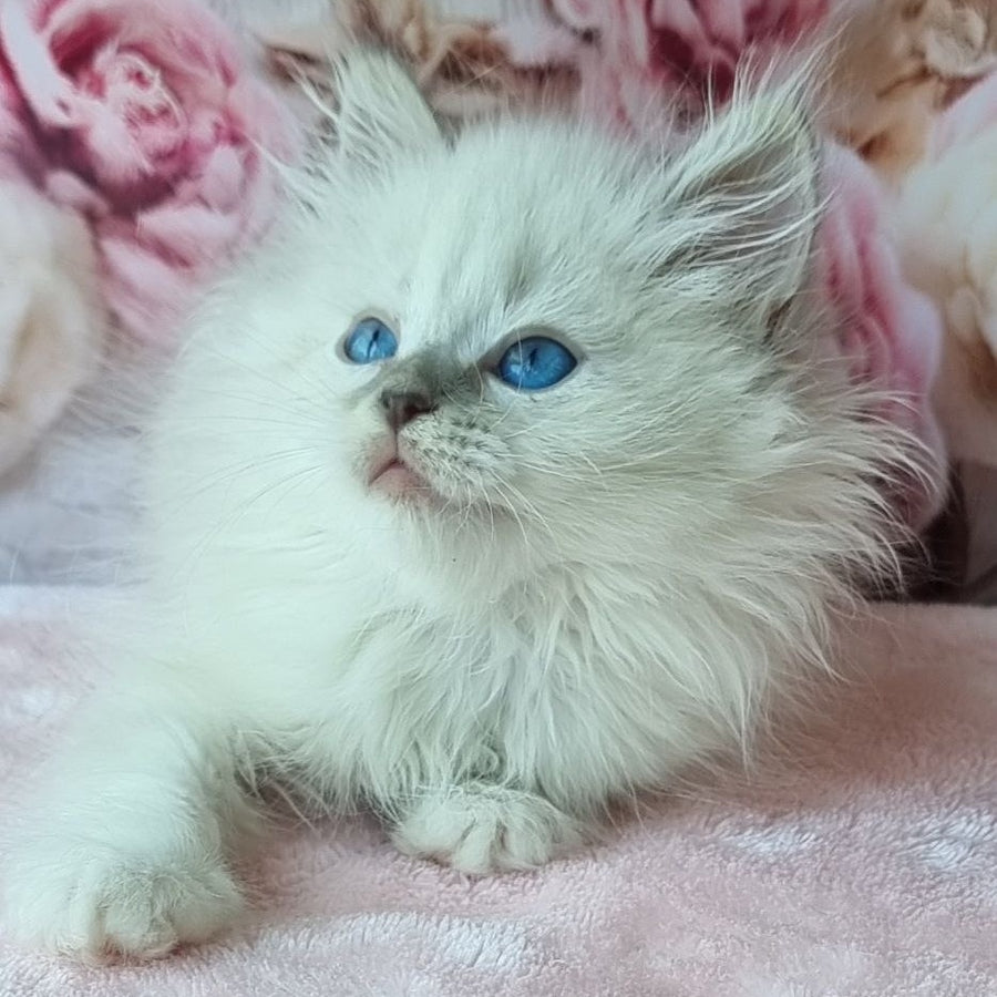 Anjelyka Siberian female, blue tabby pointed with white