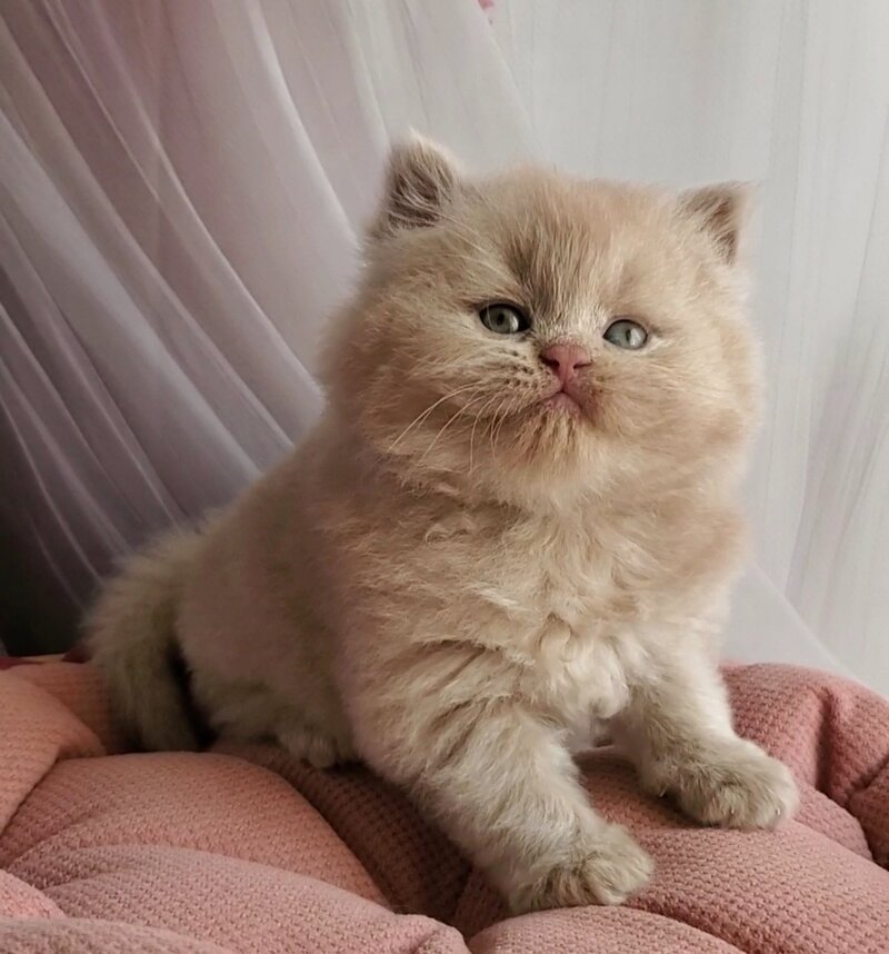 Teo British Longhair male fawn - live animals