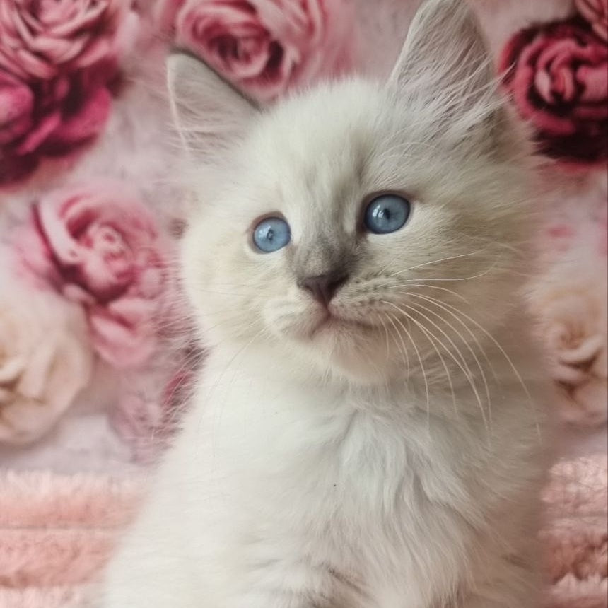 Boleslav Siberian male, blue tabby pointed with white