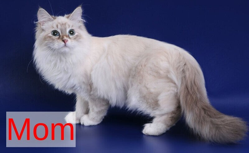 Yness Siberian female, black tabby pointed