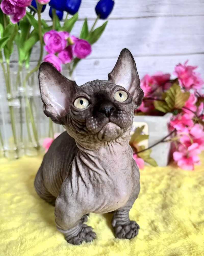 Bali Bambino male black - live animals