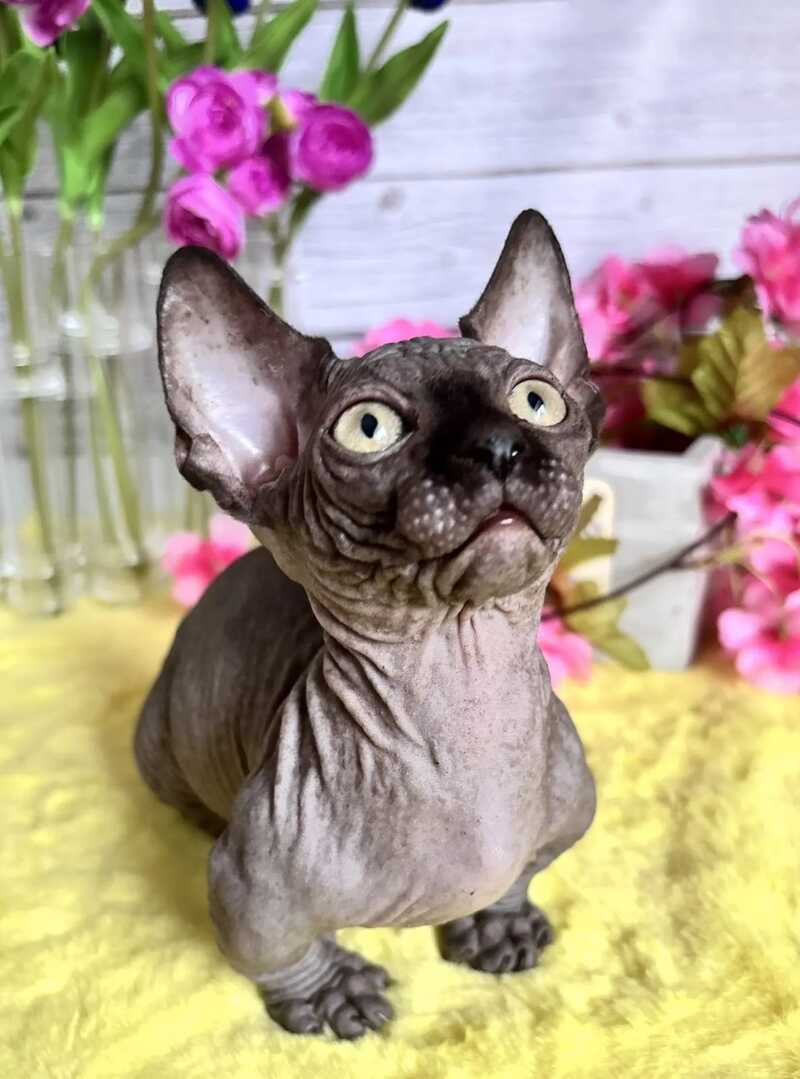 Bali Bambino male black - live animals