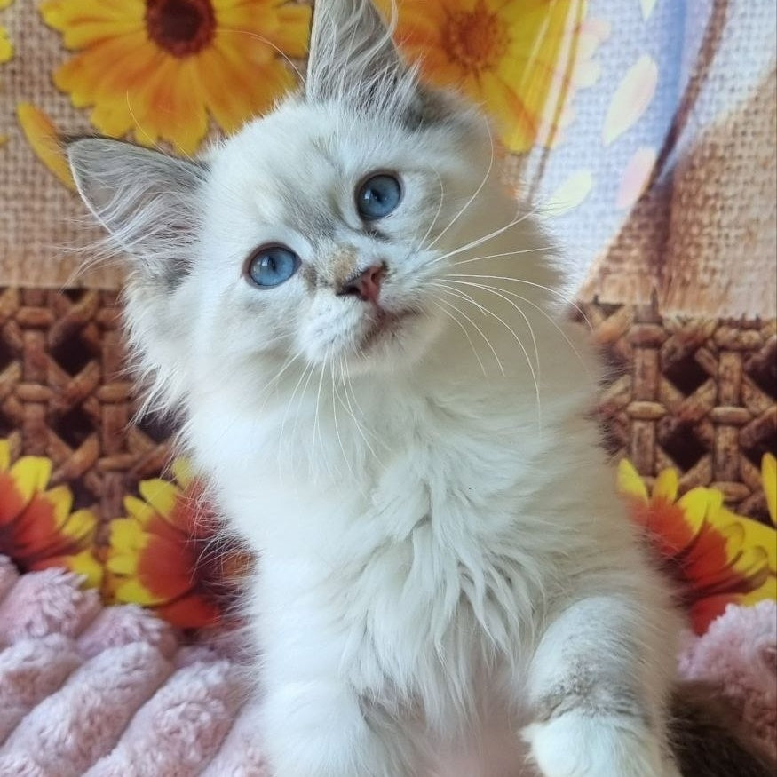Ctefan Siberian male, black tabby pointed with white