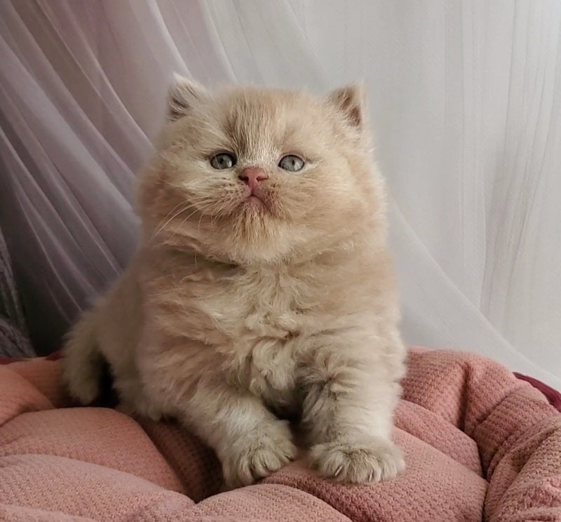 Teo British Longhair male fawn - live animals
