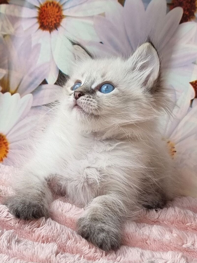 Yness Siberian female, black tabby pointed