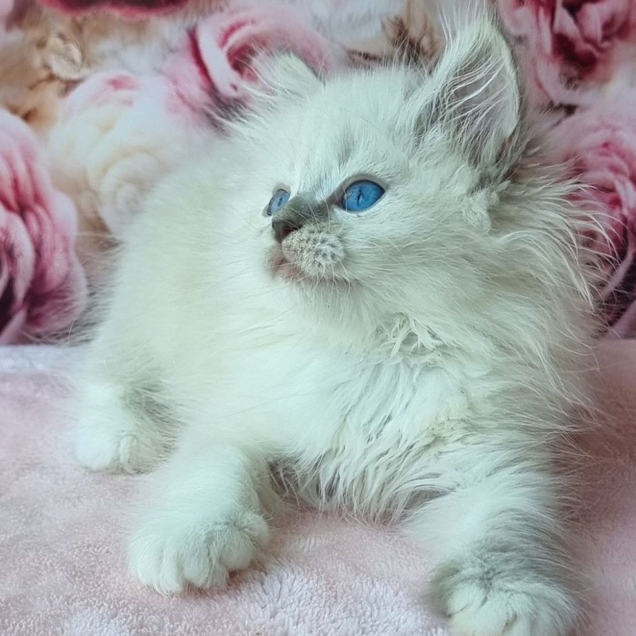 Anjelyka Siberian female, blue tabby pointed with white