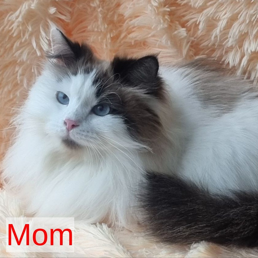 Demyan Siberian male, black pointed with white
