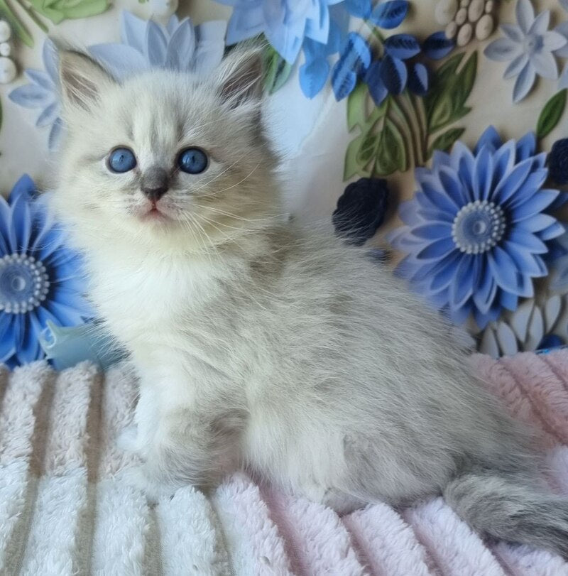 Yvette Siberian female blue tabby pointed with white - live animals