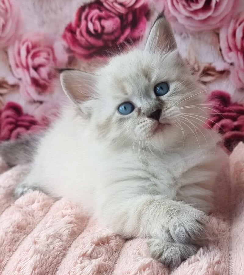 Askold Siberian male, black tabby pointed