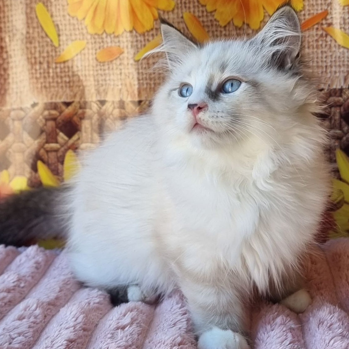 Caleb Siberian male, seal tabby pointed with white