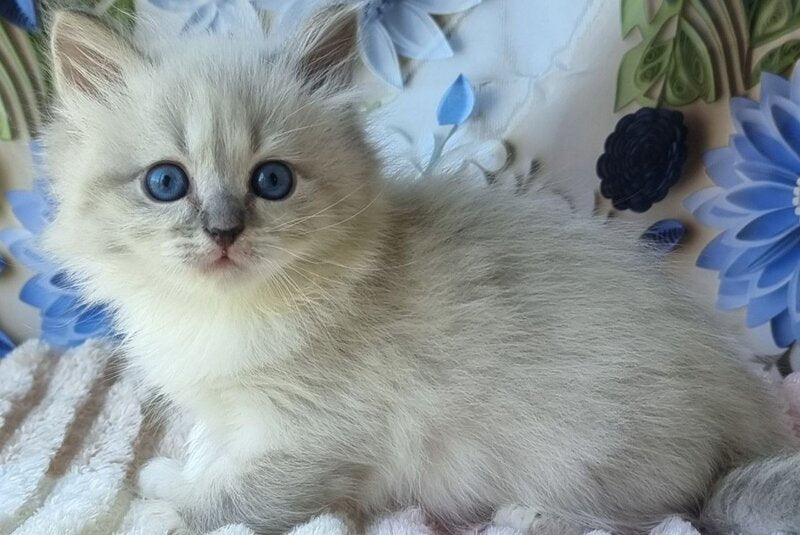 Yvette Siberian female, blue tabby pointed with white