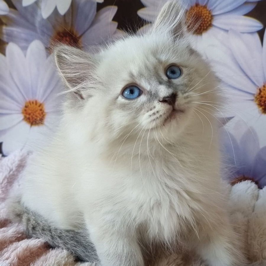 Ciyana Siberian female, blue tabby pointed