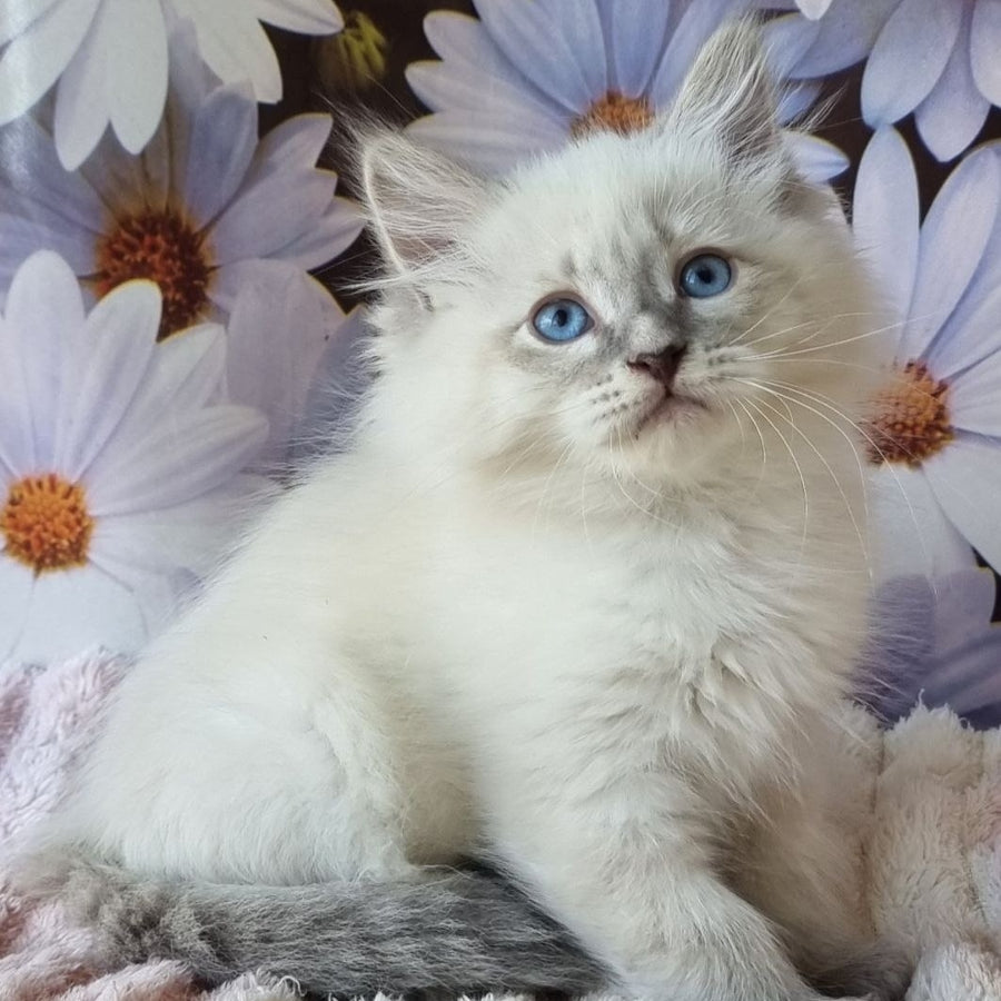 Ciyana Siberian female, blue tabby pointed