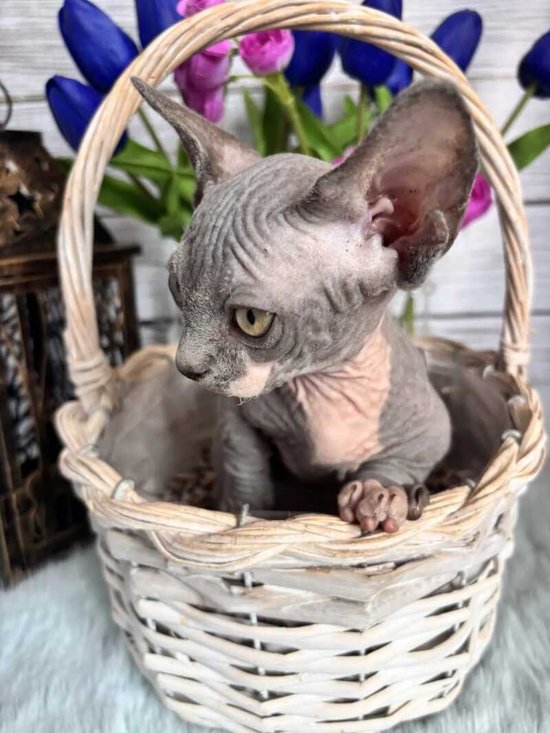 Barni Bambino male blue bicolour - live animals