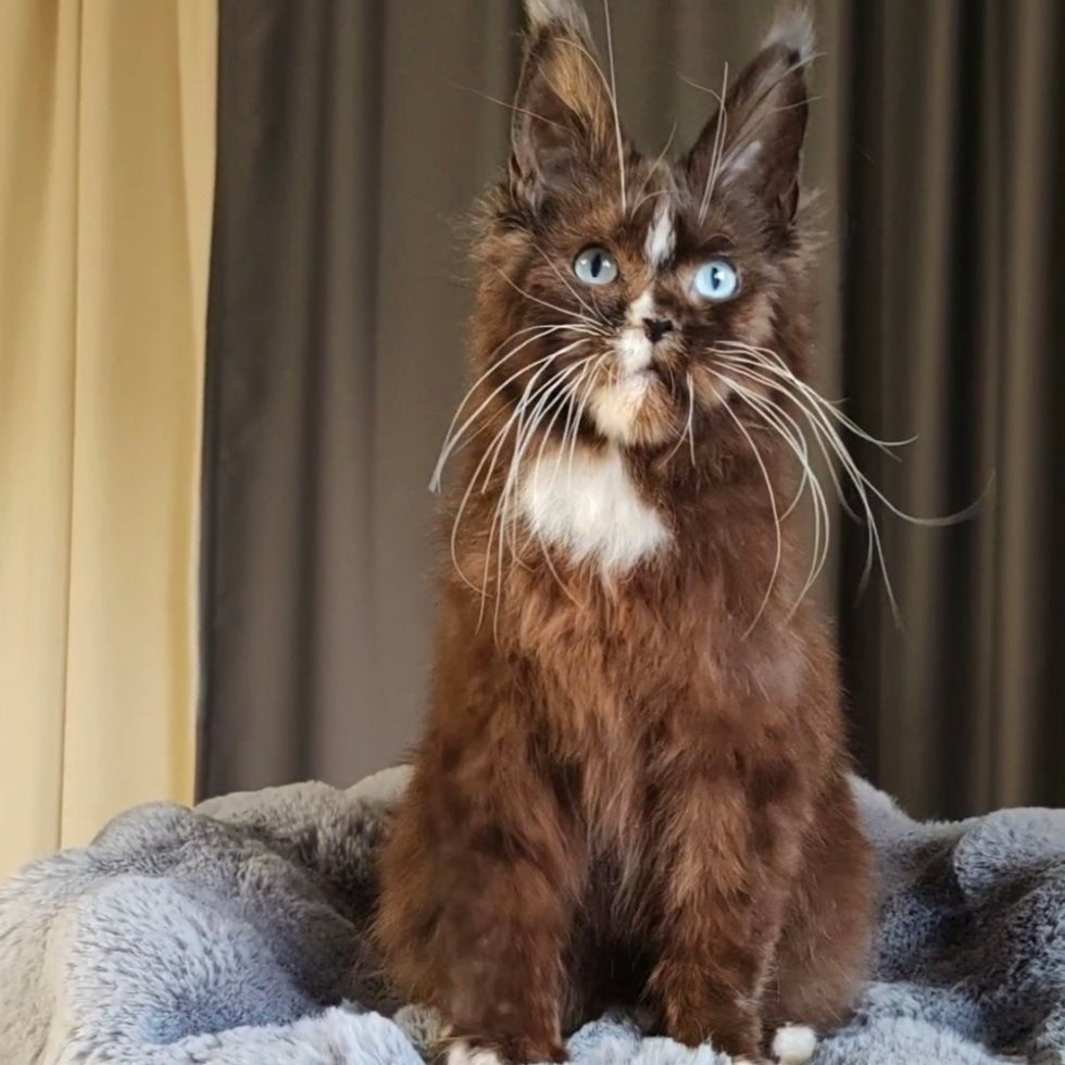 Domovoi Maine Coon male, black silver with white
