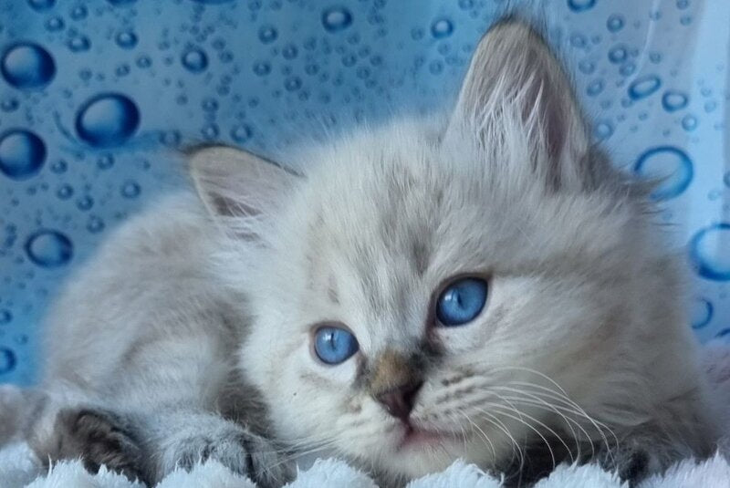 Zigfryd Siberian male seal tabby pointed - live animals