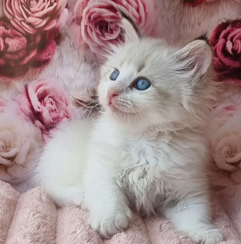 Artur Siberian male, black tabby pointed with white