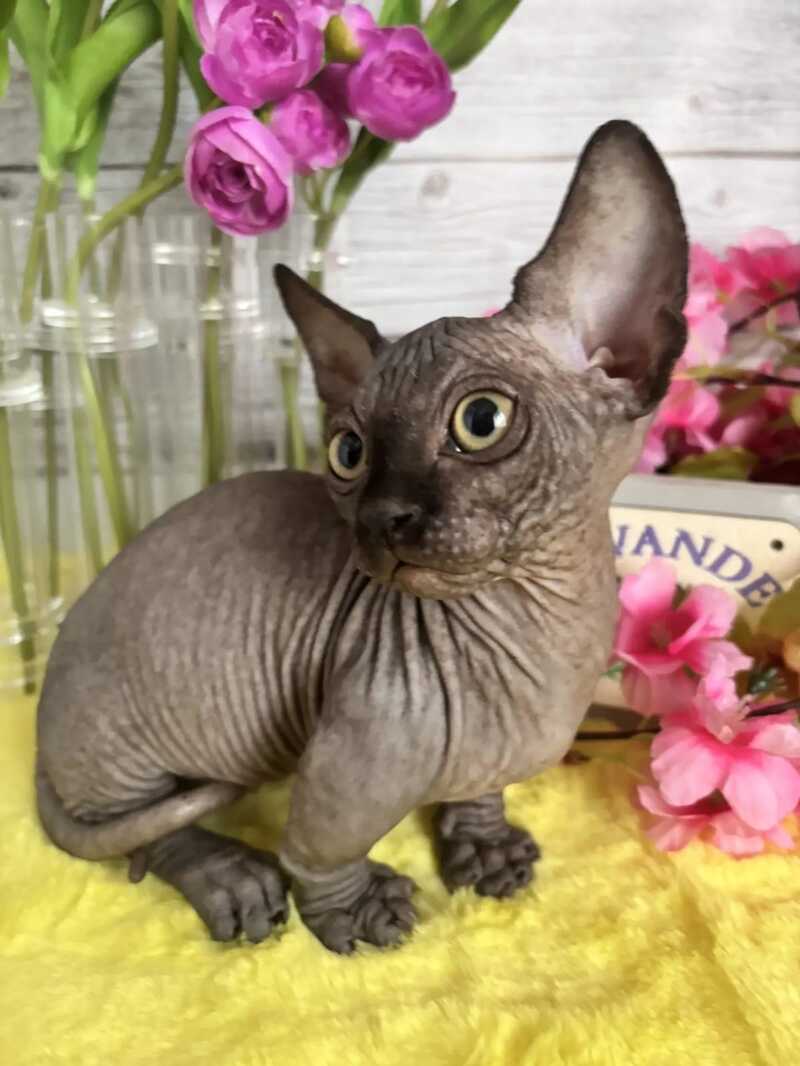 Bali Bambino male black - live animals