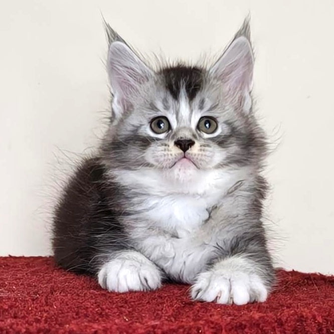 Holiday Maine Coon male, black silver ticked tabby with white