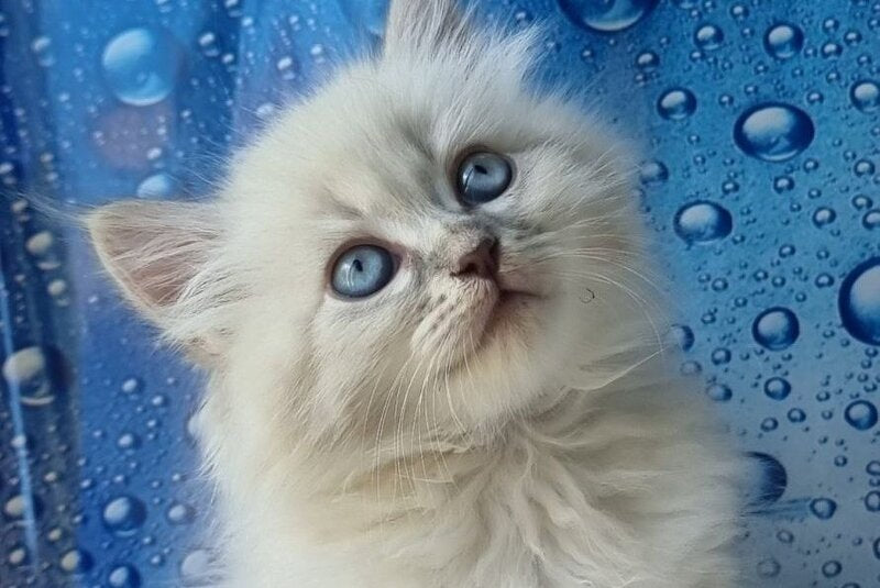 Zahar Siberian male blue tabby pointed - live animals