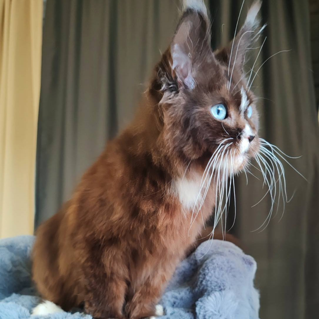 Domovoi Maine Coon male, black silver with white