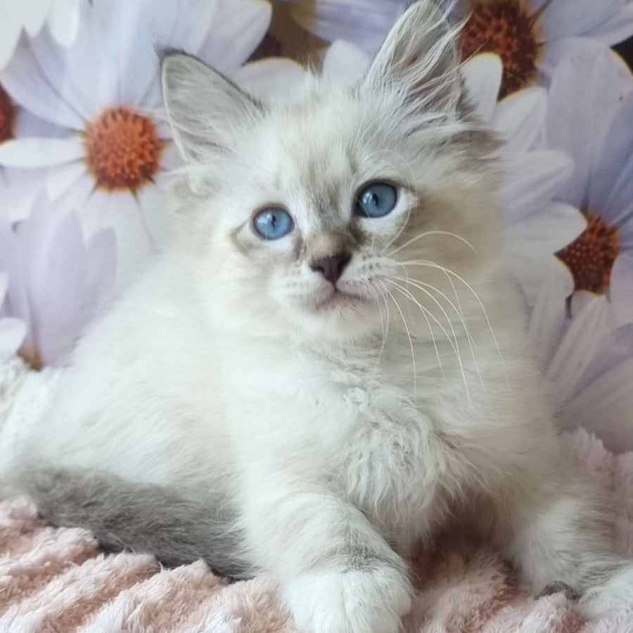 Brygytta Siberian female, black tabby pointed with white