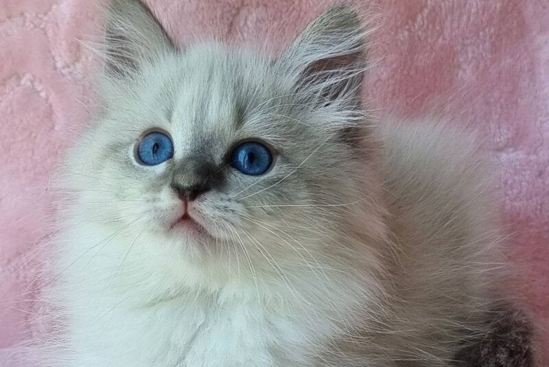 Yvette Siberian female, blue tabby pointed with white