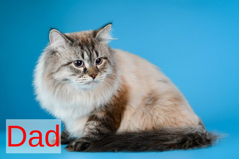 Antip Siberian male seal lynx pointed - live animals