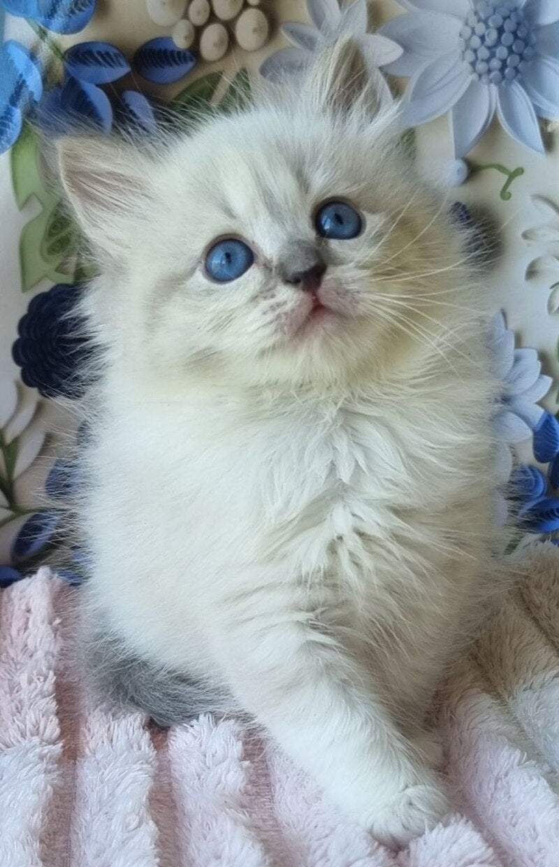 Yvette Siberian female blue tabby pointed with white - live animals