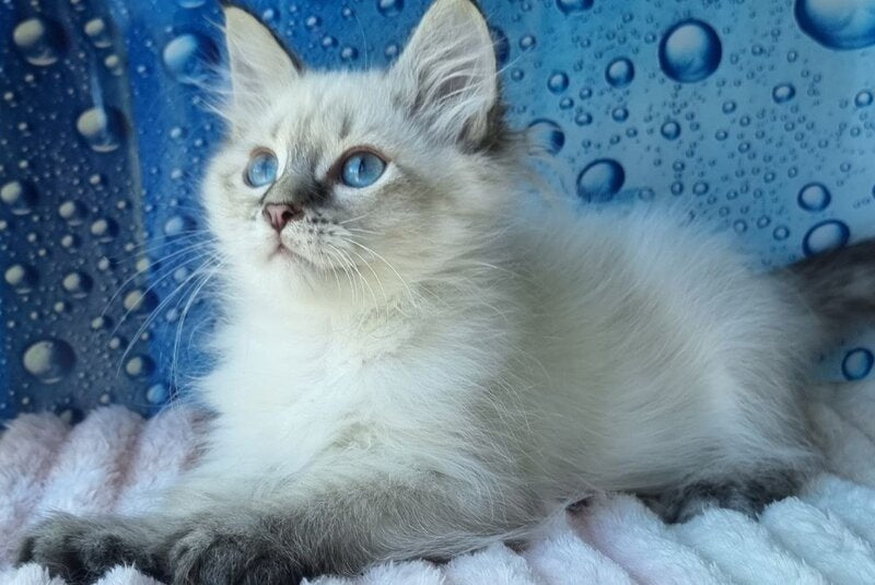 Yness Siberian female black tabby pointed - live animals