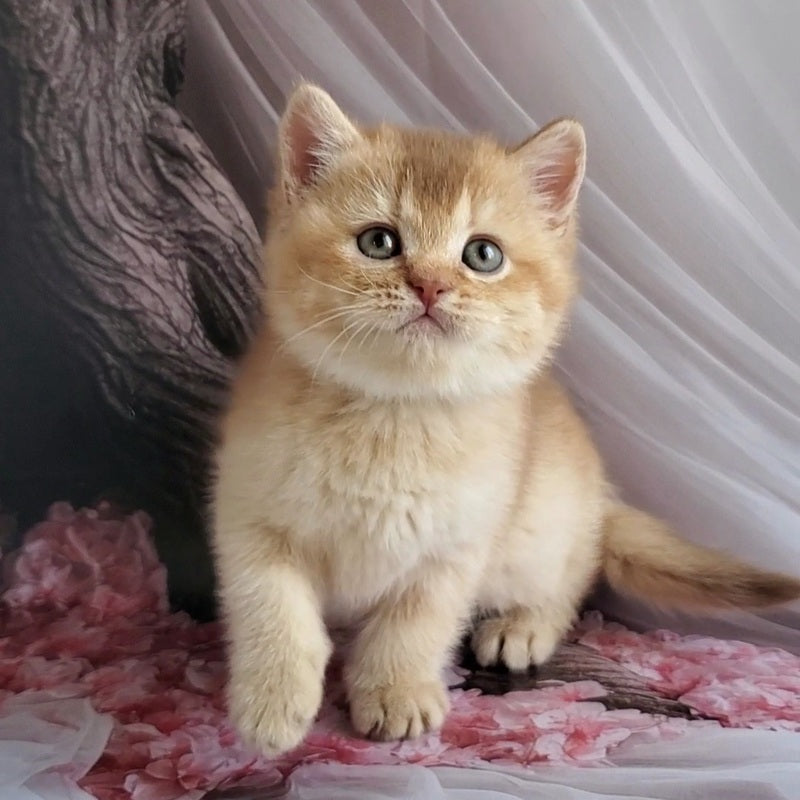 Ralph British Shorthair male cinnamon golden shaded - live animals