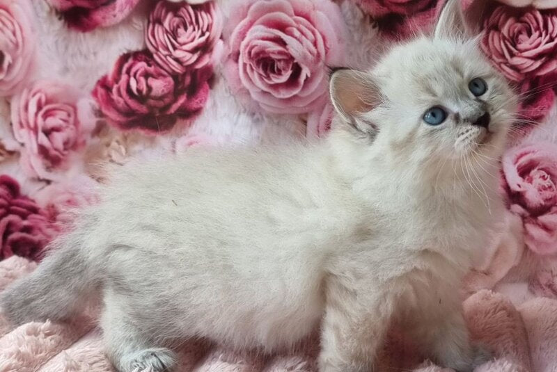Askold Siberian male, black tabby pointed