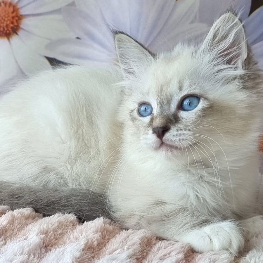 Brygytta Siberian female, black tabby pointed with white