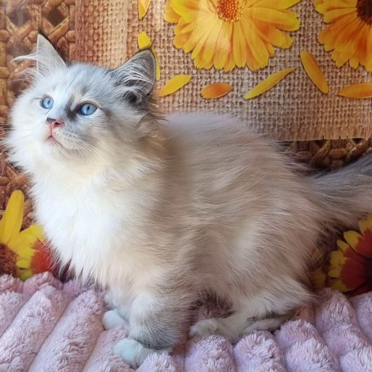 Caleb Siberian male, seal tabby pointed with white
