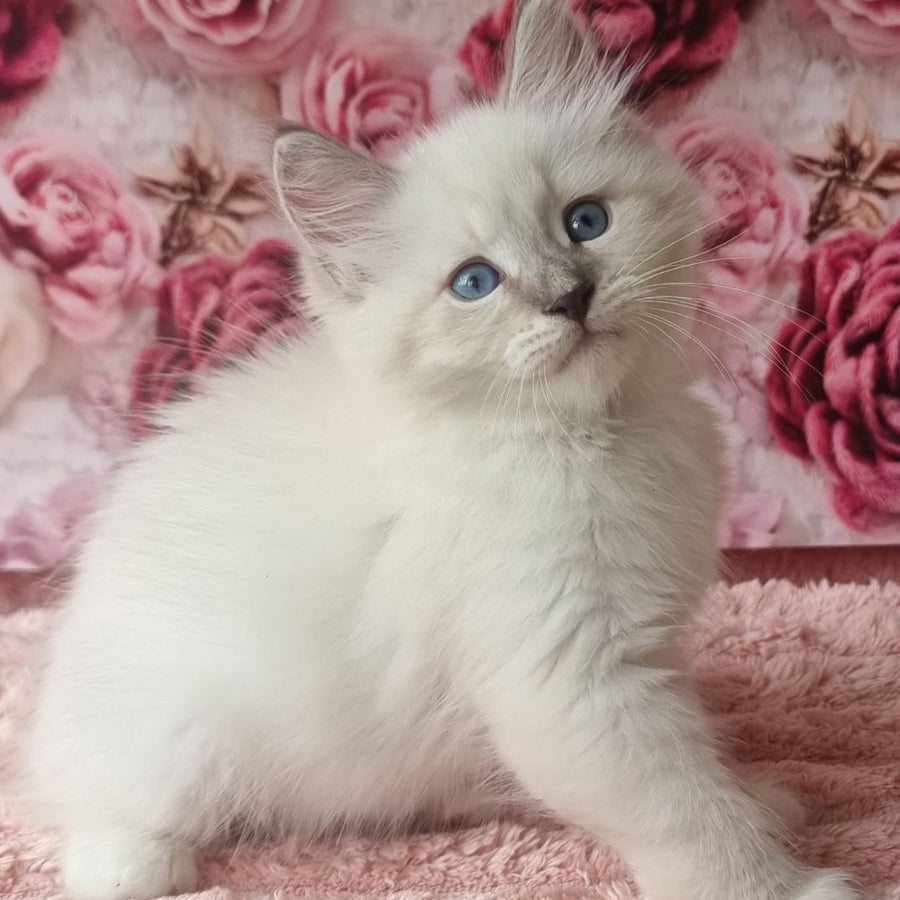 Boleslav Siberian male, blue tabby pointed with white