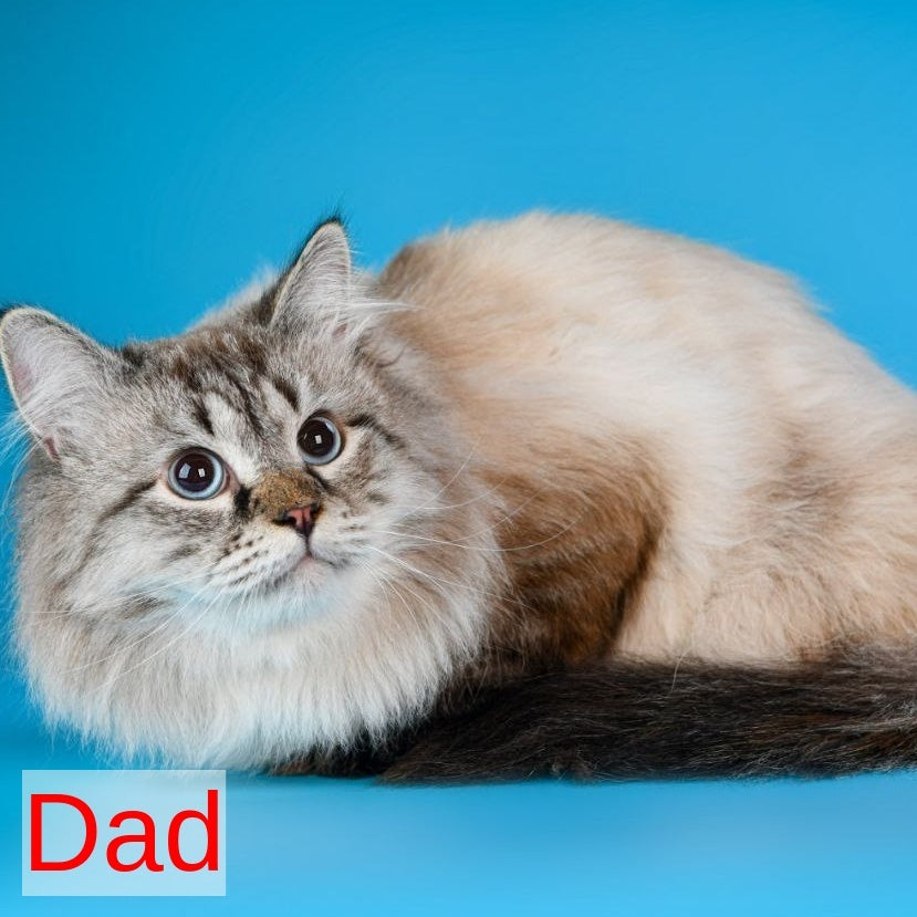 Ciyana Siberian female, blue tabby pointed