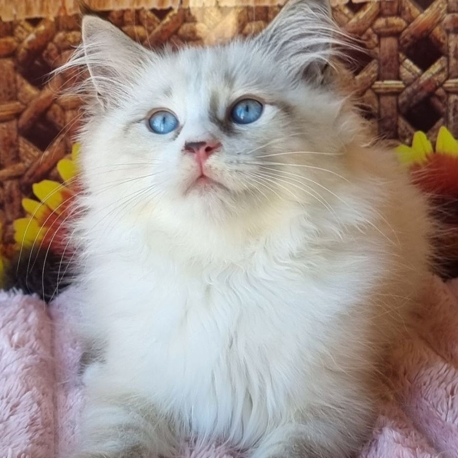 Caleb Siberian male, seal tabby pointed with white