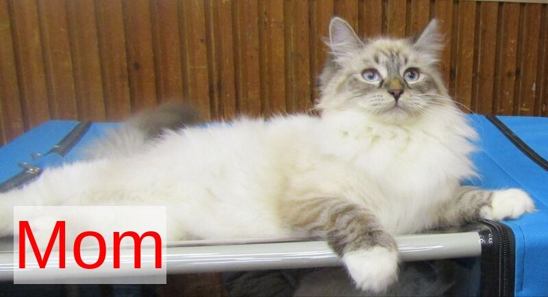 Askold Siberian male, black tabby pointed