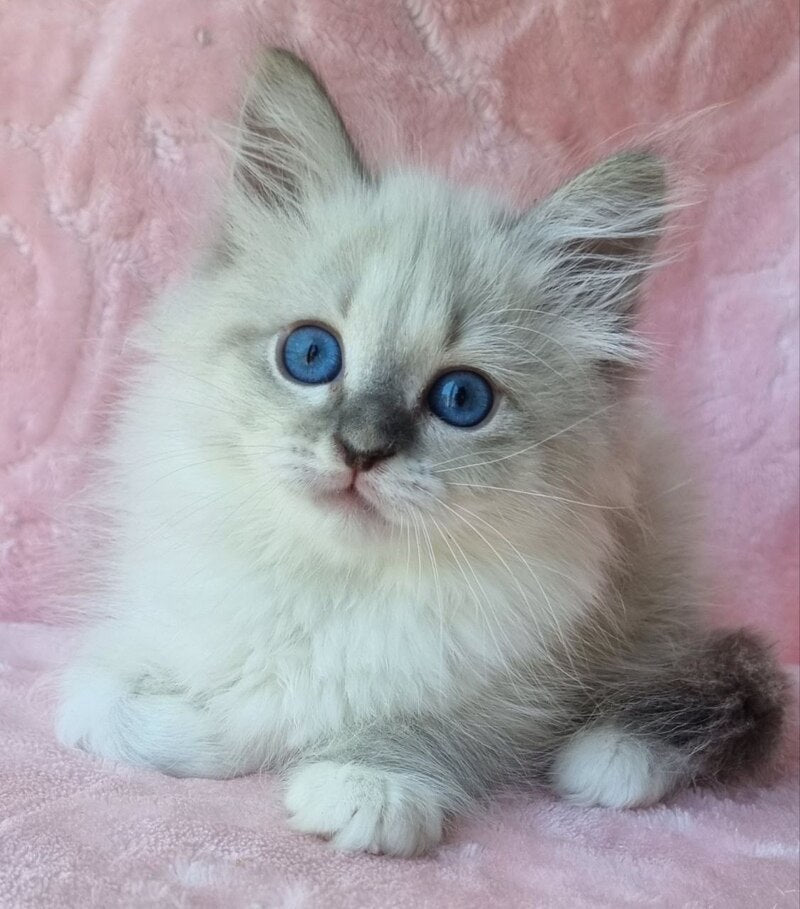 Yvette Siberian female blue tabby pointed with white - live animals