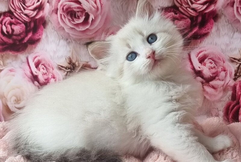 Artur Siberian male, black tabby pointed with white