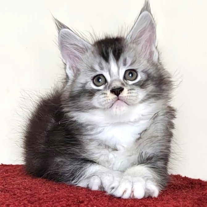 Holiday Maine Coon male, black silver ticked tabby with white