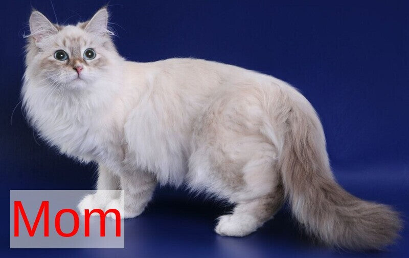 Yvette Siberian female blue tabby pointed with white - live animals